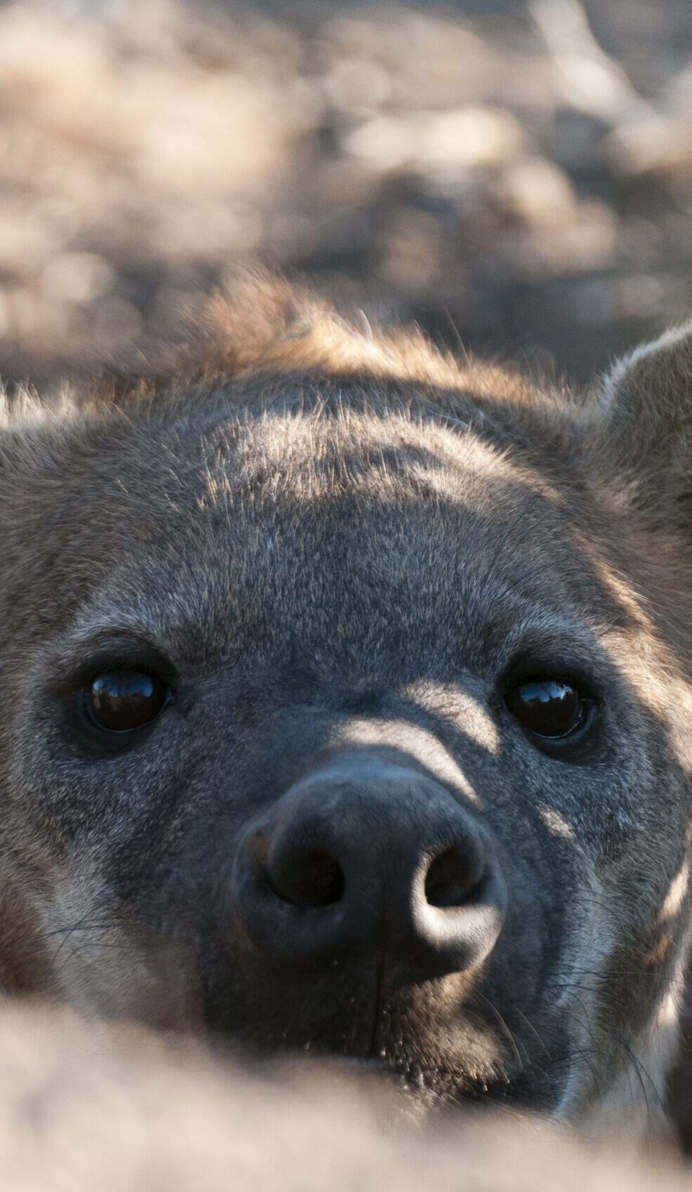 exciting africa safaris 20 scaled e1768481873309