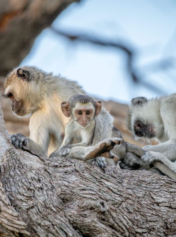 exciting africa safaris (23)