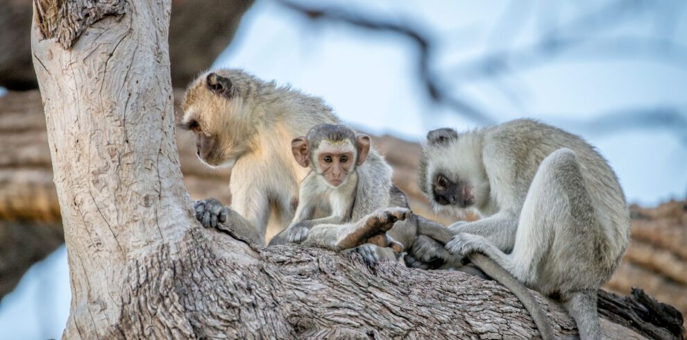 exciting africa safaris (23)