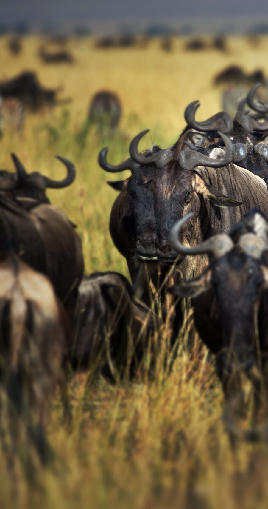 exciting africa safaris 26 scaled e1768481176190